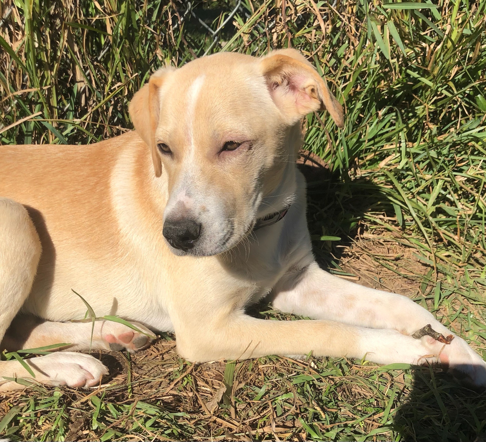 Bunny - PLEASE READ BIO AT OPERATIONFAVOR.ORG, Adopted, Puppy Female Labrador Retriever & Beagle.