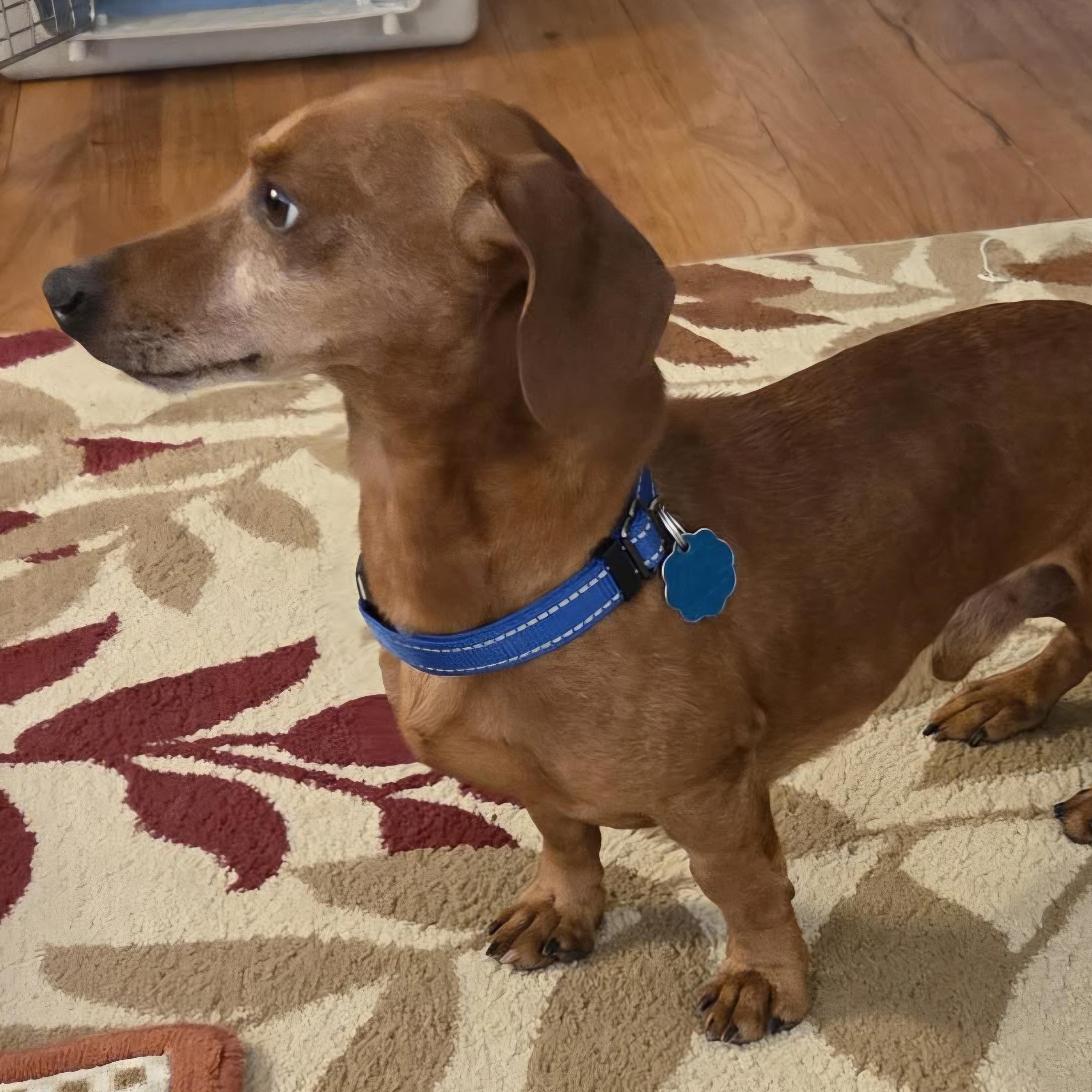 Nick, a Adoptable Dachshund in Omaha, NE image 1/4