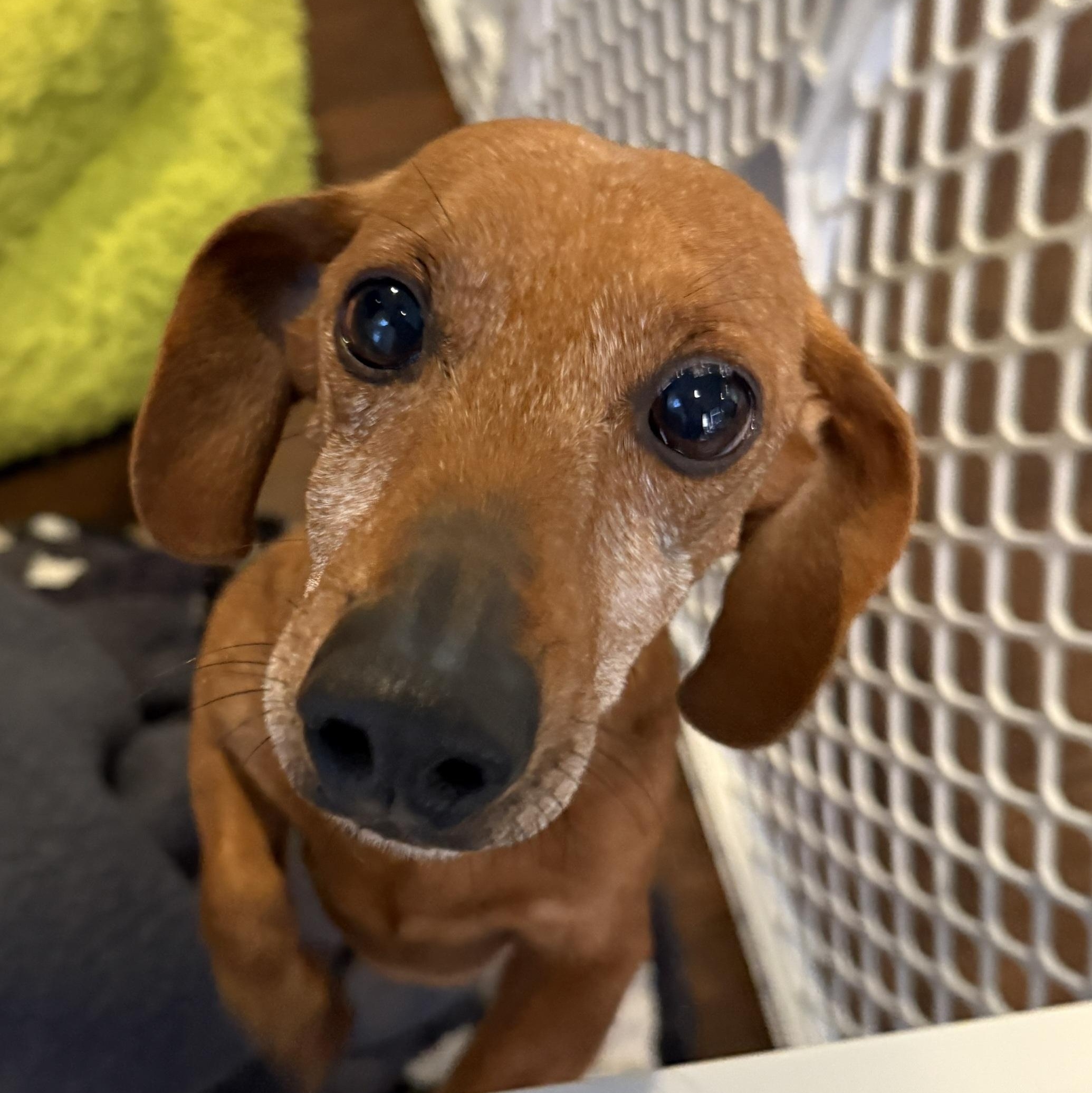 Nick, a Adoptable Dachshund in Omaha, NE image 3/4