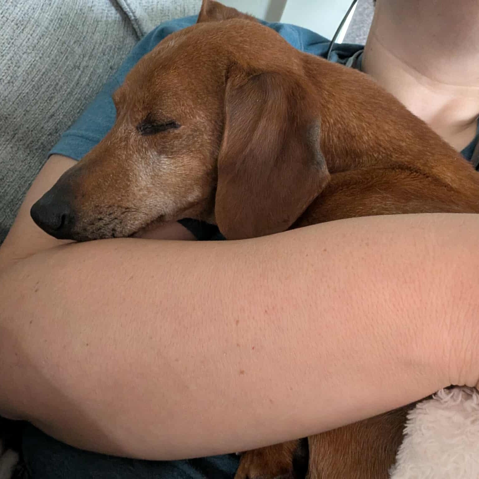 Nick, a Adoptable Dachshund in Omaha, NE image 4/4