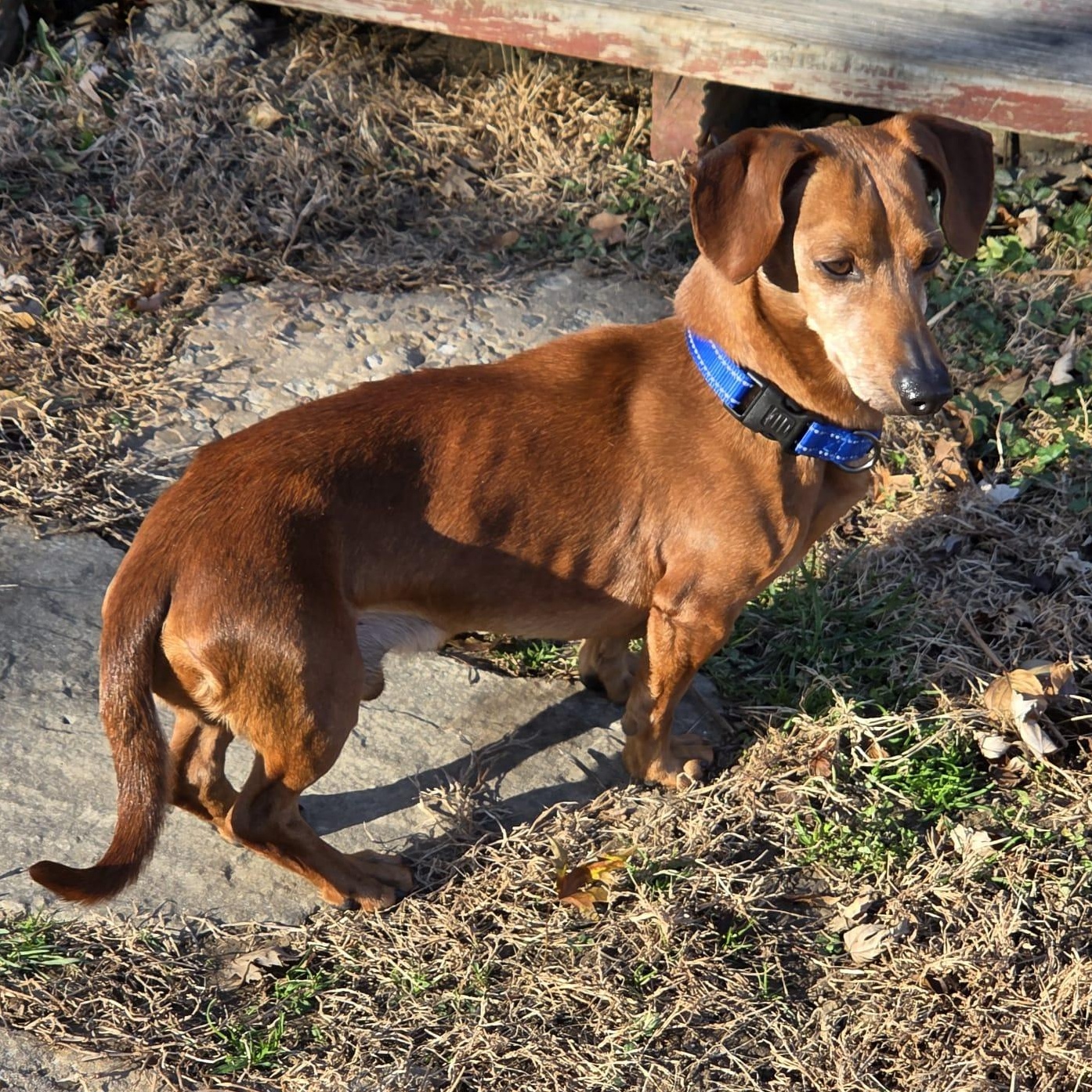 Nick, Adoptable, Adult Male Dachshund.