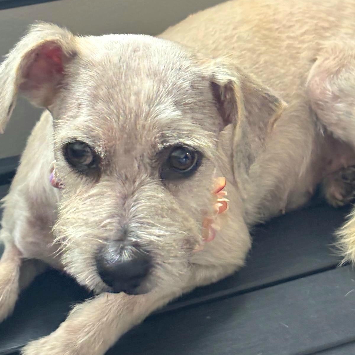 Victoria "a Charming Love."