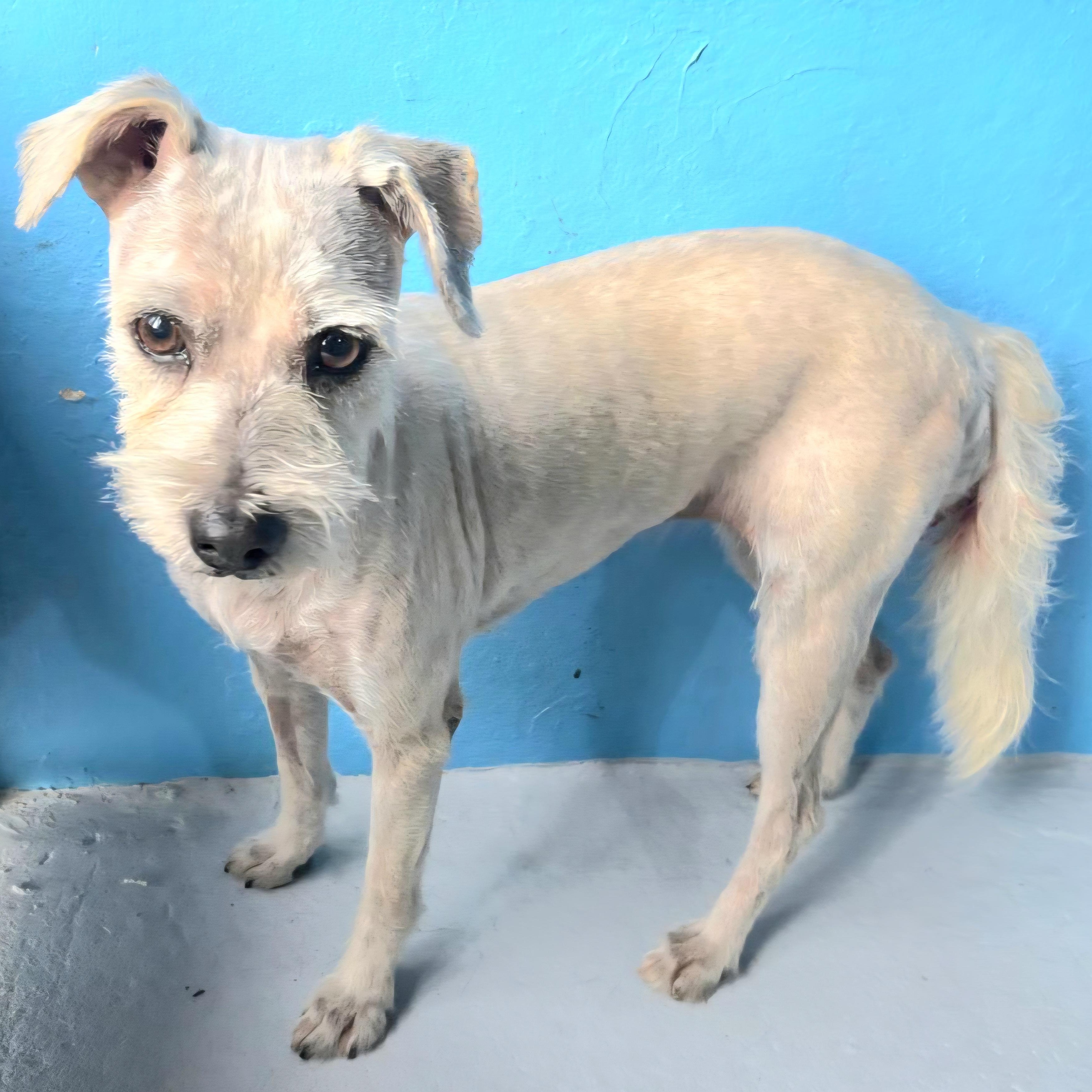 Victoria "a Charming Love." thumbnail 3