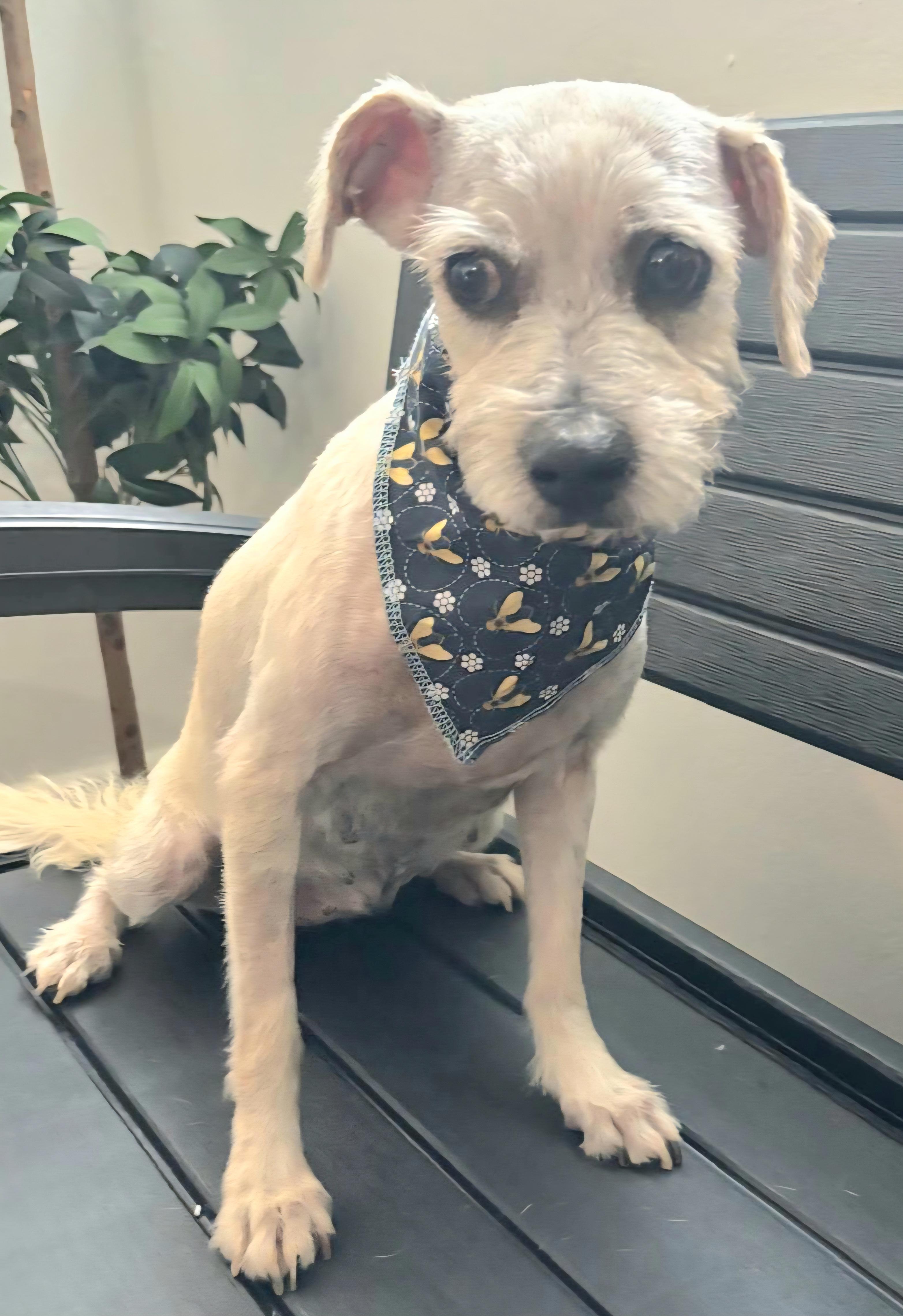 Victoria "a Charming Love." thumbnail 4