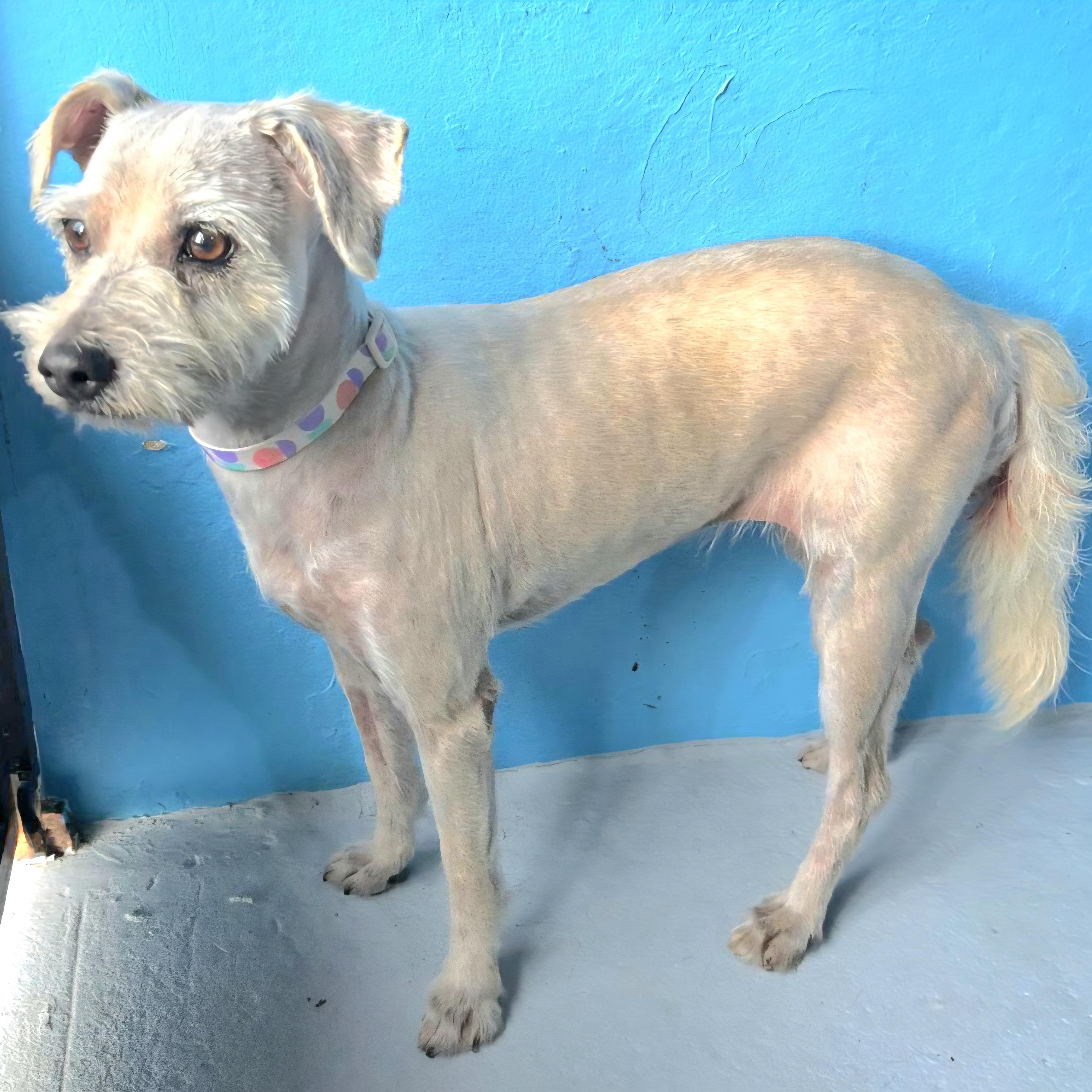 Victoria "a Charming Love." thumbnail 5