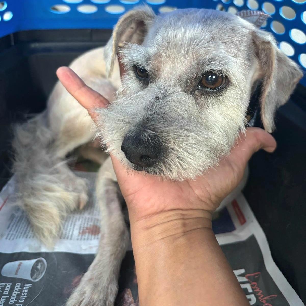 Victoria "a Charming Love." thumbnail 6