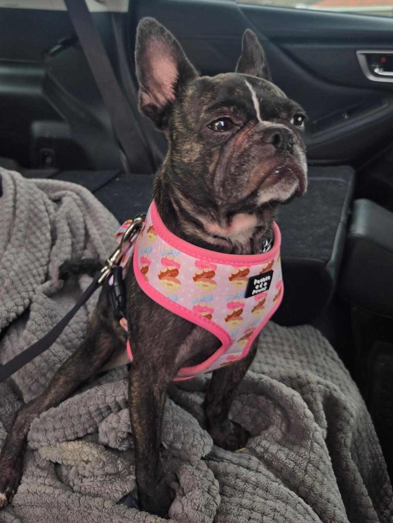 Enlarge Rosie, a Adopted Boston Terrier in Midway City, CA image 3/5