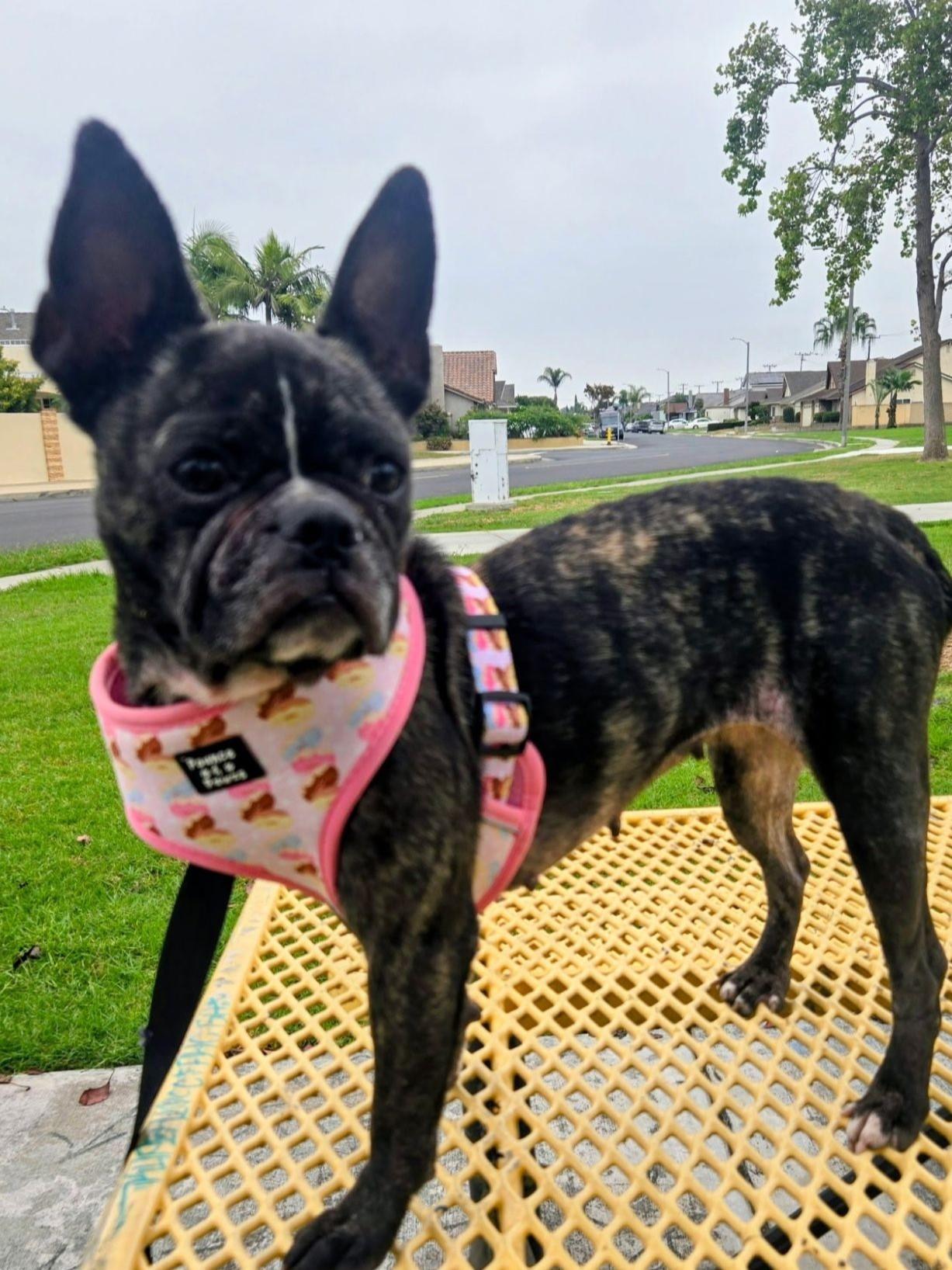Enlarge Rosie, a Adopted Boston Terrier in Midway City, CA image 1/5