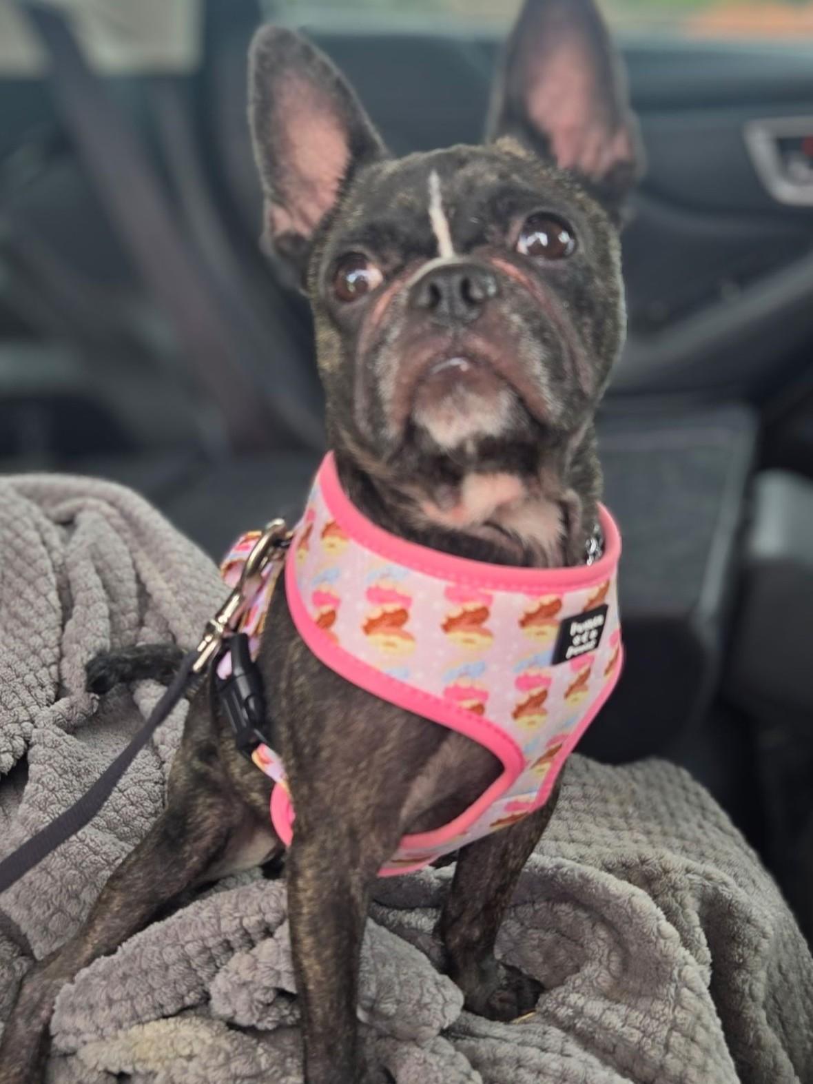 Enlarge Rosie, a Adopted Boston Terrier in Midway City, CA image 2/5