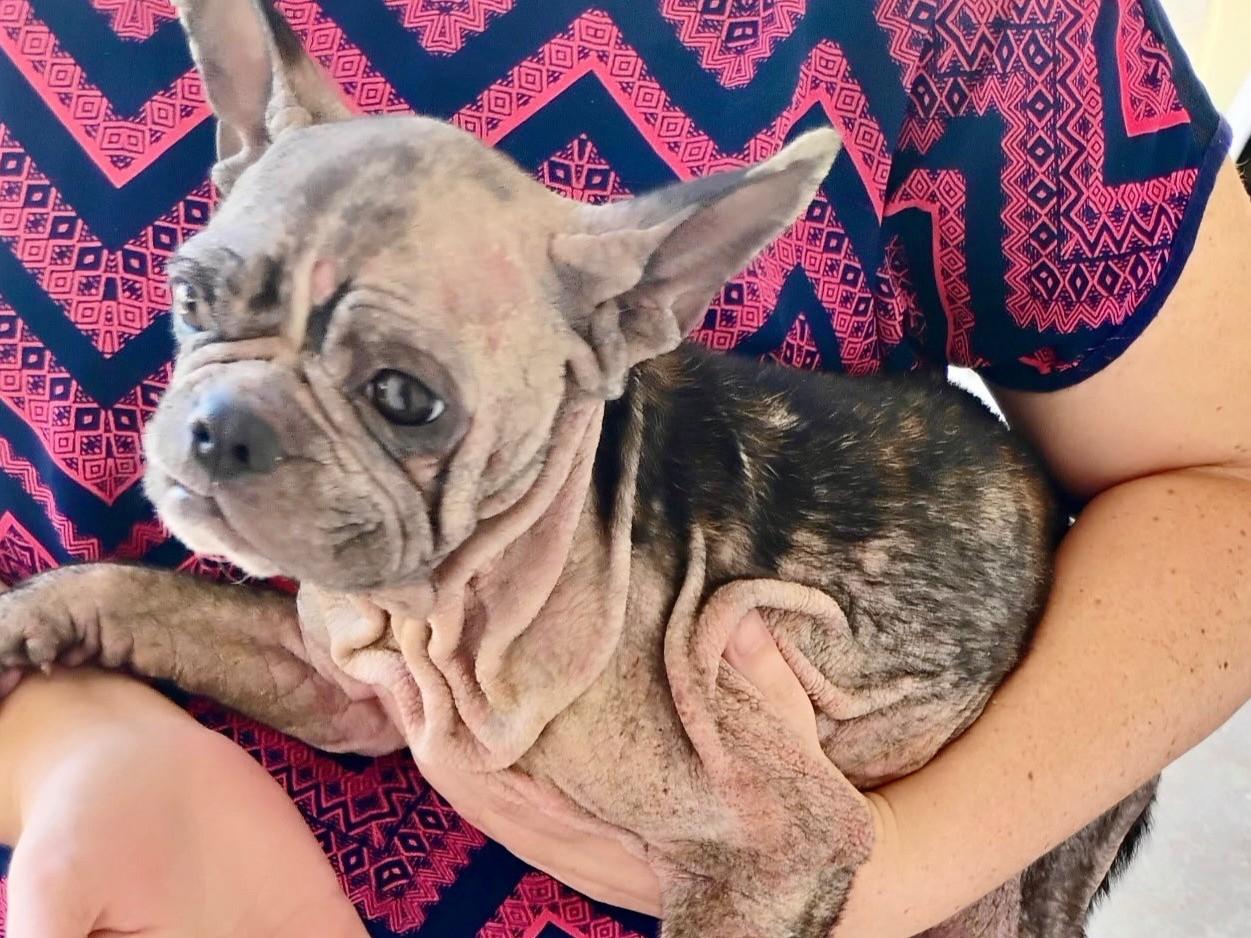 Enlarge Rosie, a Adopted Boston Terrier in Midway City, CA image 4/5