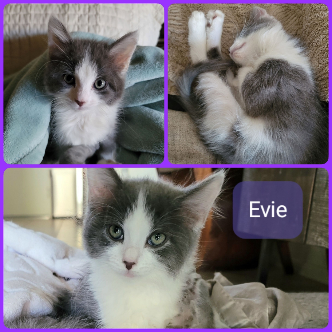 EVIE, a Adopted Domestic Long Hair in PHOENIX, AZ image 2/3