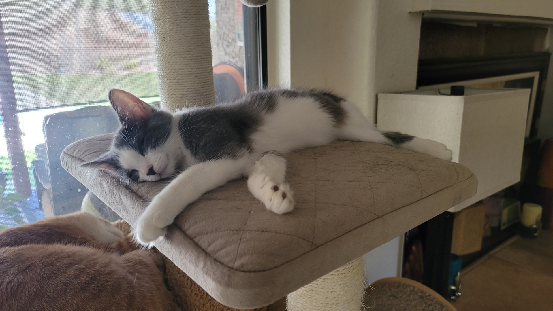 EVIE, a Adopted Domestic Long Hair in PHOENIX, AZ image 3/3