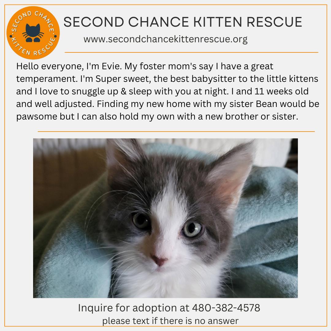 EVIE, Adopted, Kitten Female Domestic Long Hair.