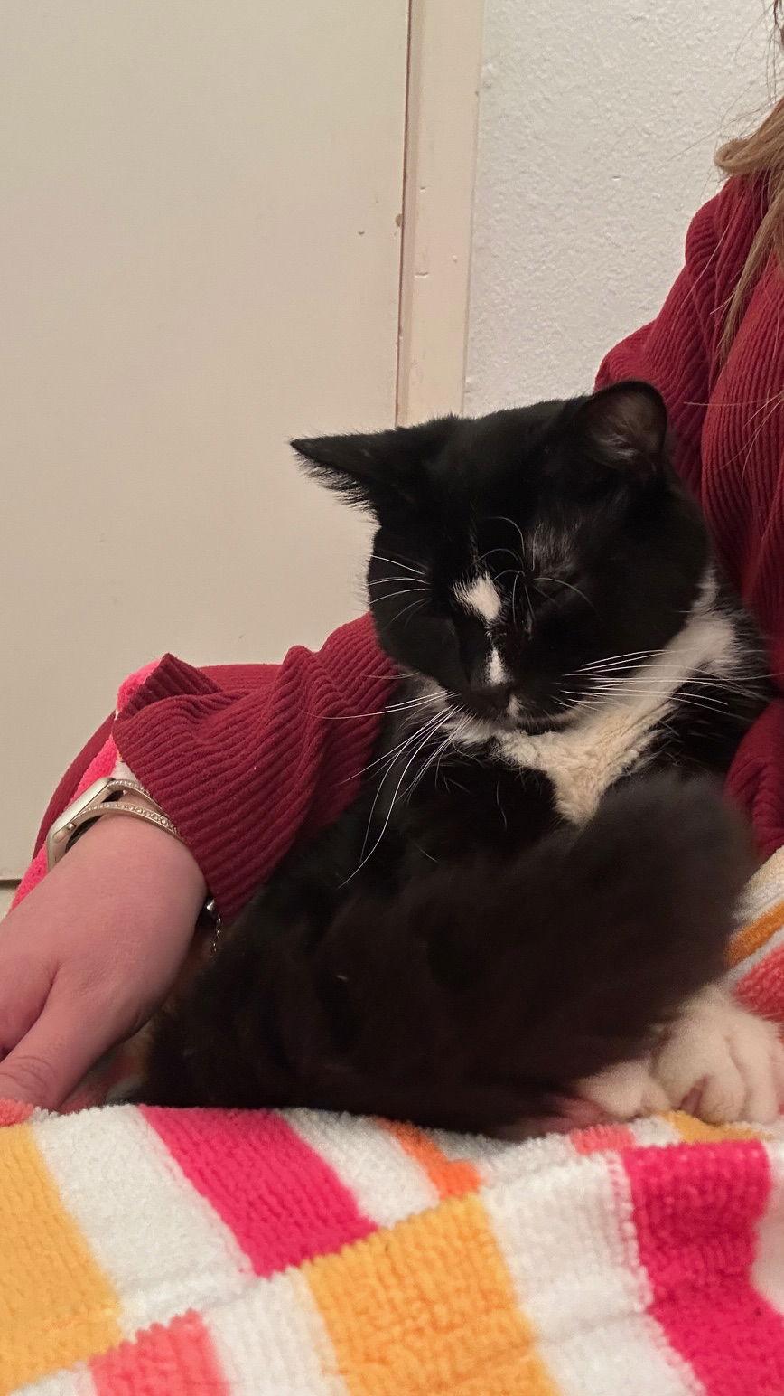 Vincent Price - tuxed up and terrific, Adopted, Adult Male Tuxedo & Domestic Short Hair.