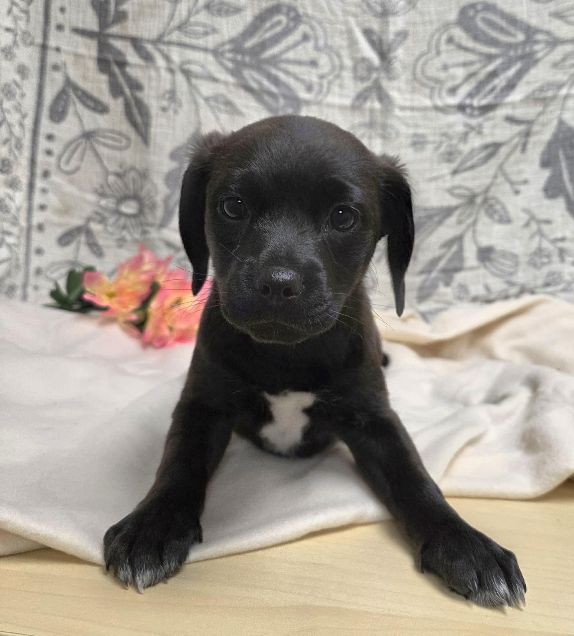 Maxie the Dachshund Mix Puppy!, a Adoptable mixed breed in Muskego, WI image 5/6