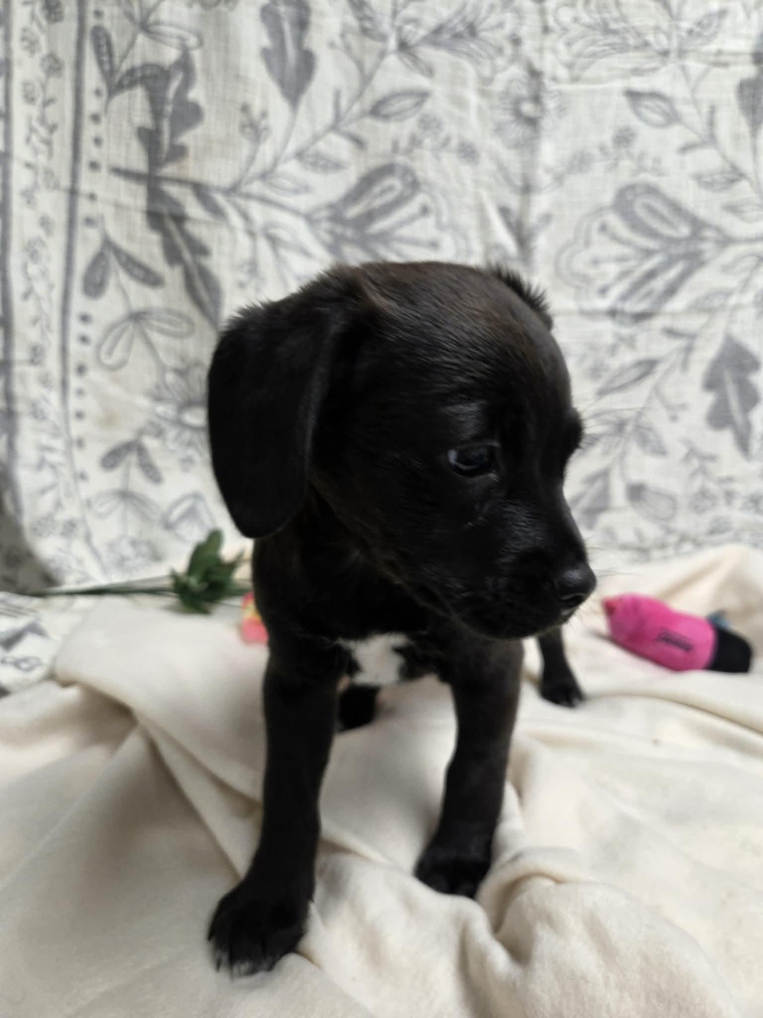 Maxie the Dachshund Mix Puppy!, a Adoptable mixed breed in Muskego, WI image 2/6