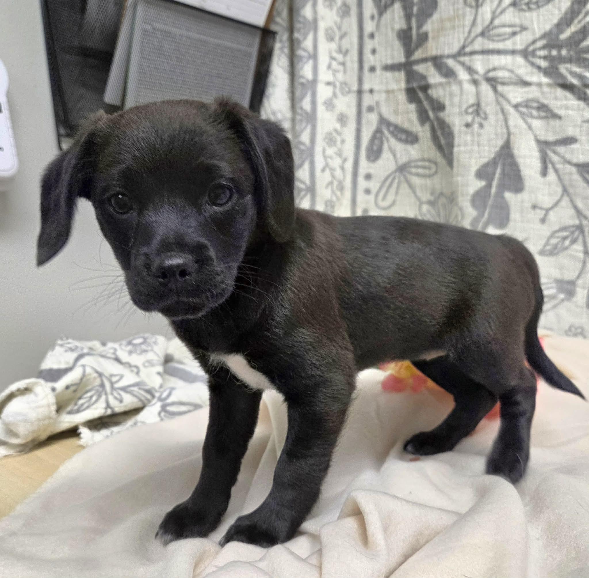 Maxie the Dachshund Mix Puppy!, Adoptable, Puppy Female Dachshund.