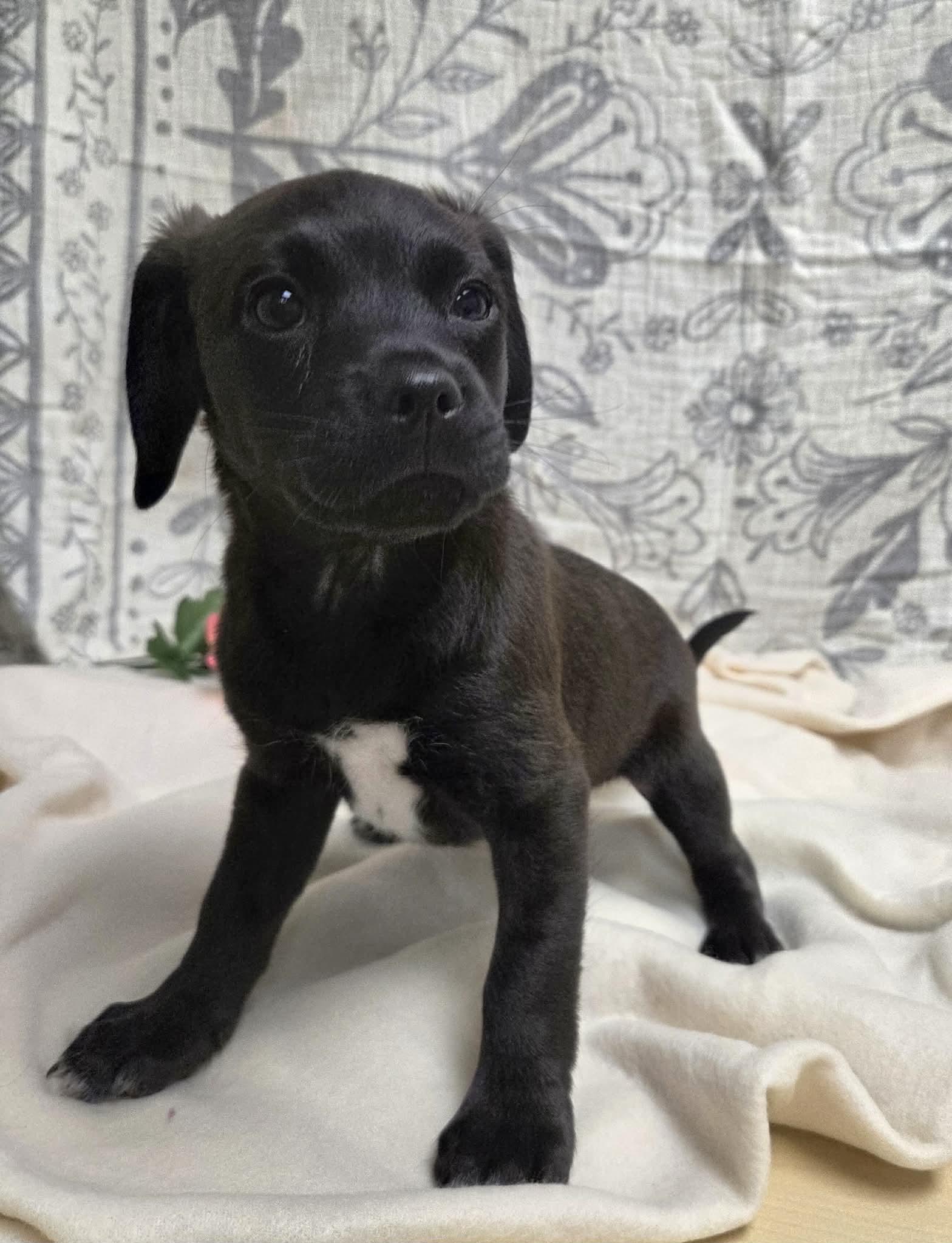 Maxie the Dachshund Mix Puppy!, a Adoptable mixed breed in Muskego, WI image 6/6
