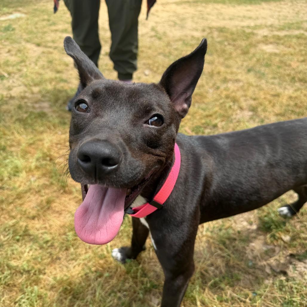 Tiffany, Adoptable, Young Female Terrier.