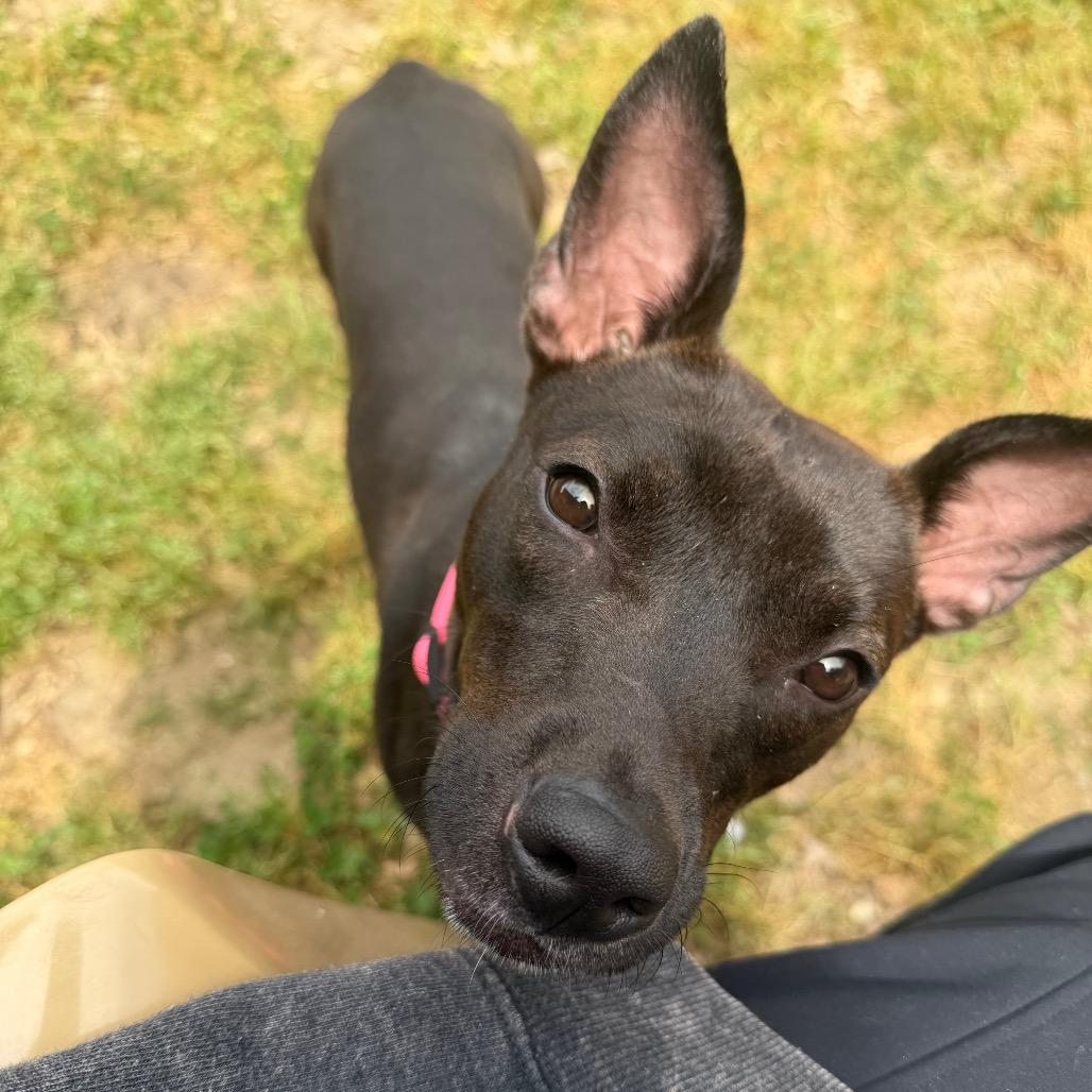 Enlarge Tiffany, a Adoptable Terrier in Montgomery, AL image 2/6