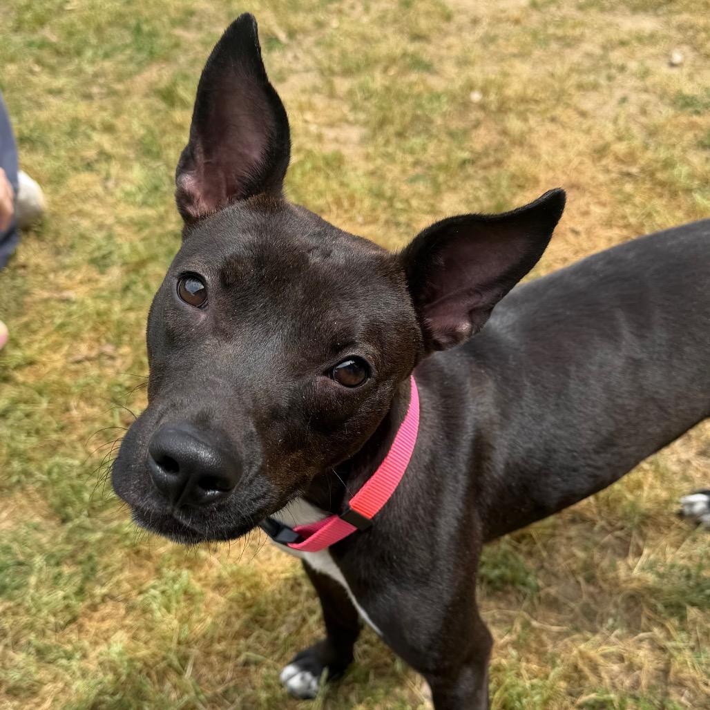 Enlarge Tiffany, a Adoptable Terrier in Montgomery, AL image 3/6