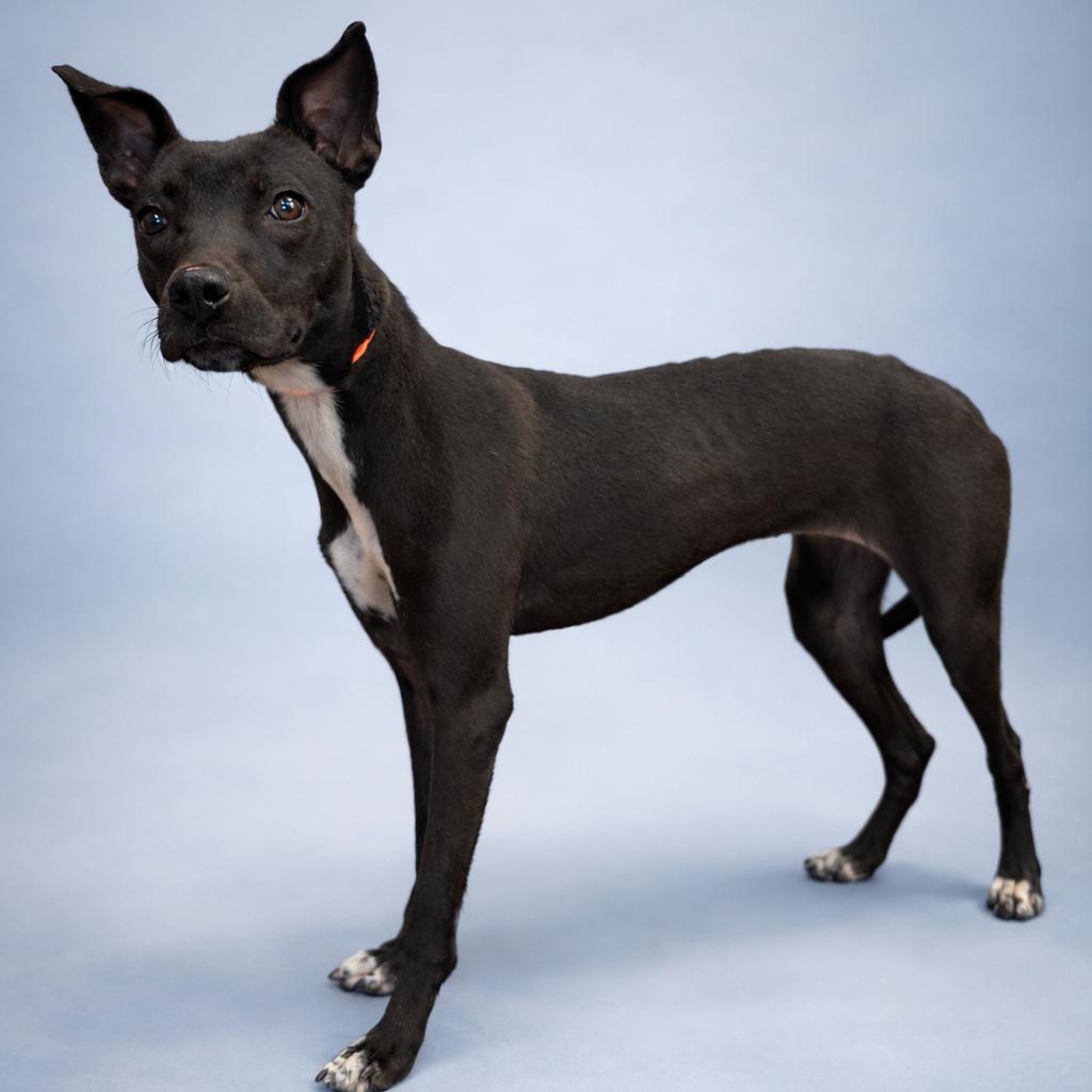 Tiffany, a Adoptable Terrier in Montgomery, AL image 1/2