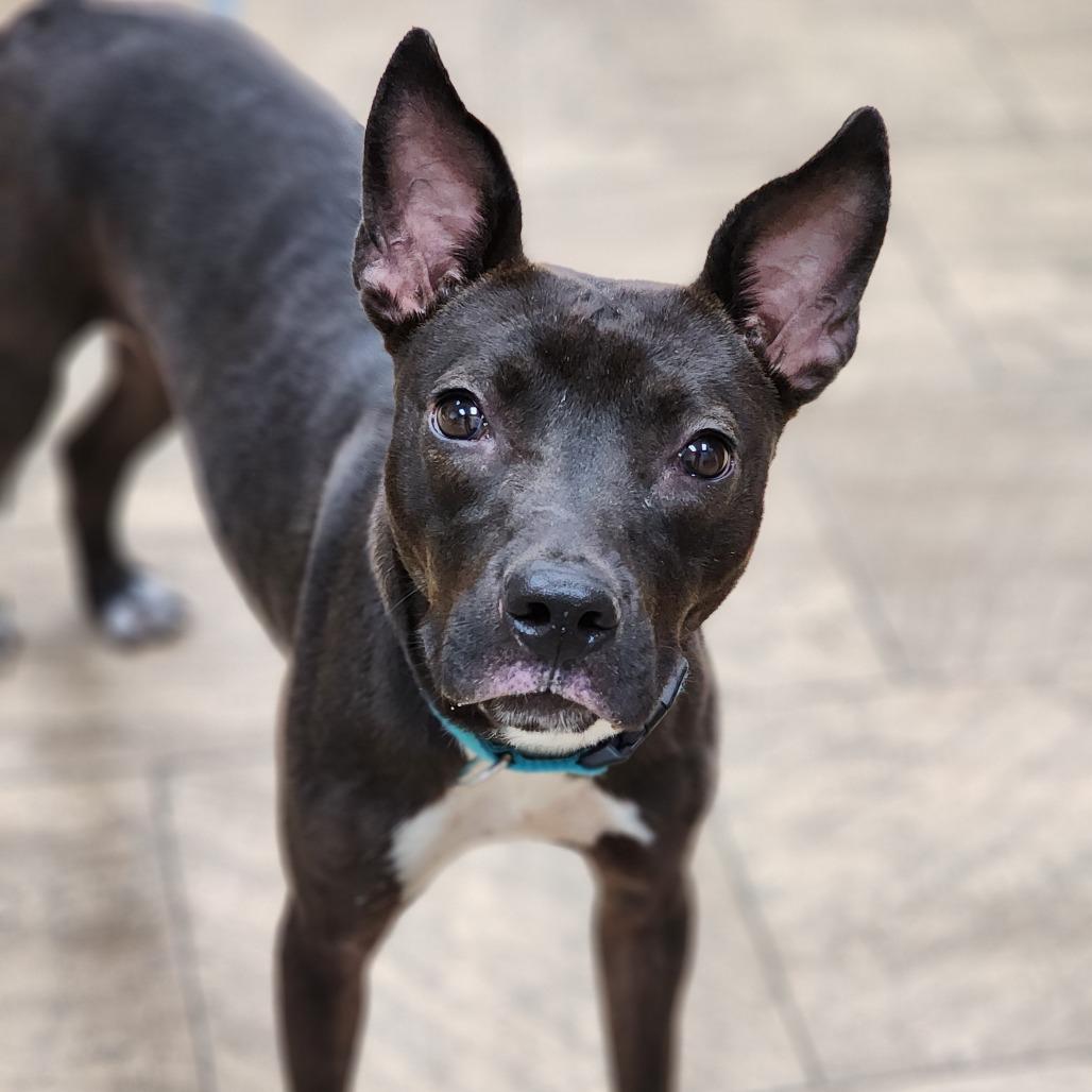 Enlarge Tiffany, a Adoptable Terrier in Montgomery, AL image 5/6