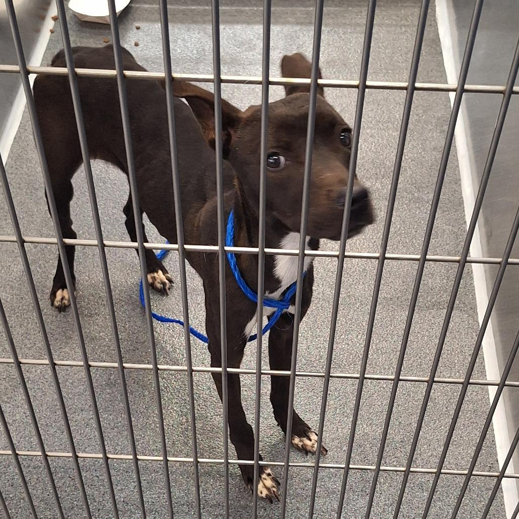 Tiffany, a Adoptable Terrier in Montgomery, AL image 2/2