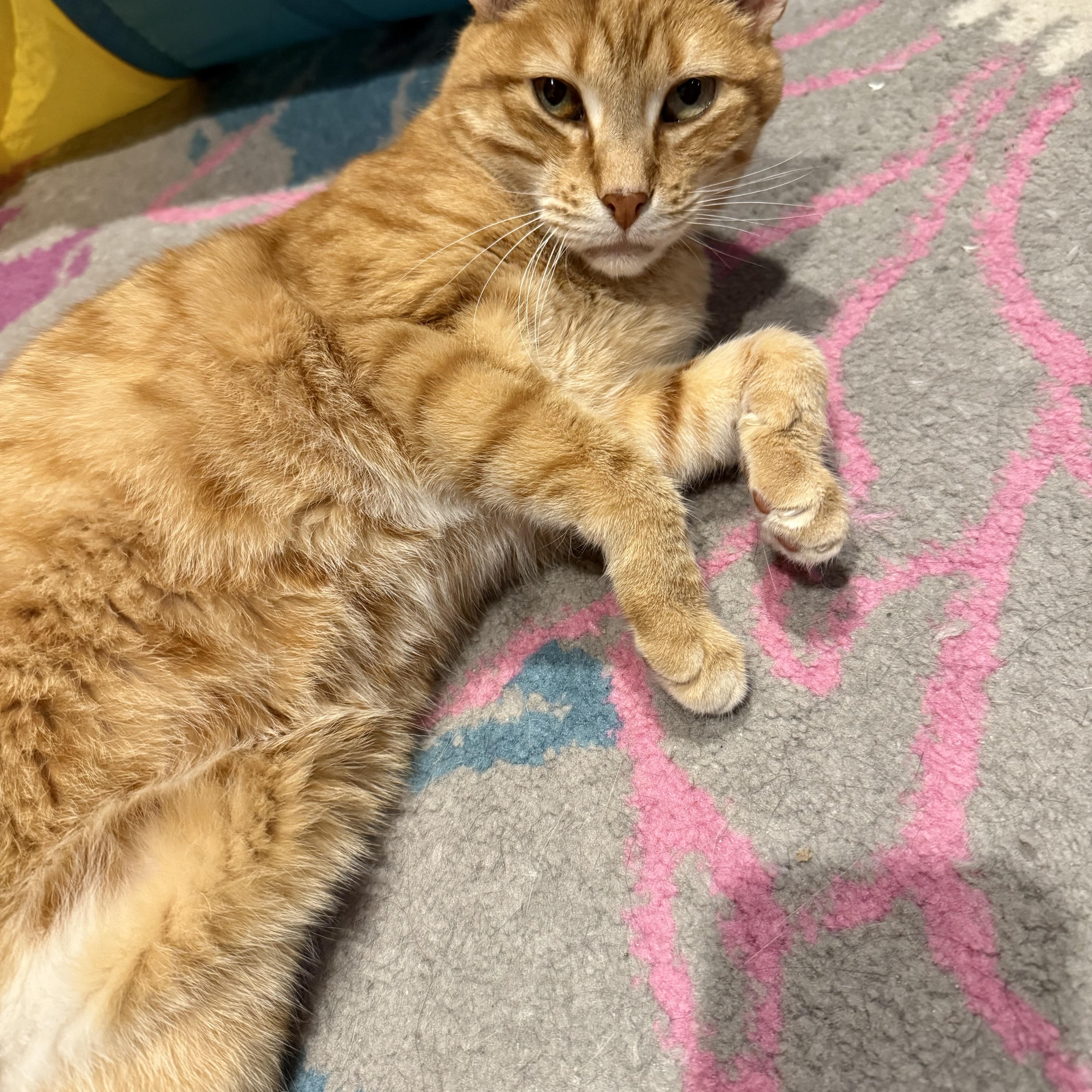 Enlarge Cheeto, a Adoptable Domestic Short Hair in Philadelphia, PA image 2/6