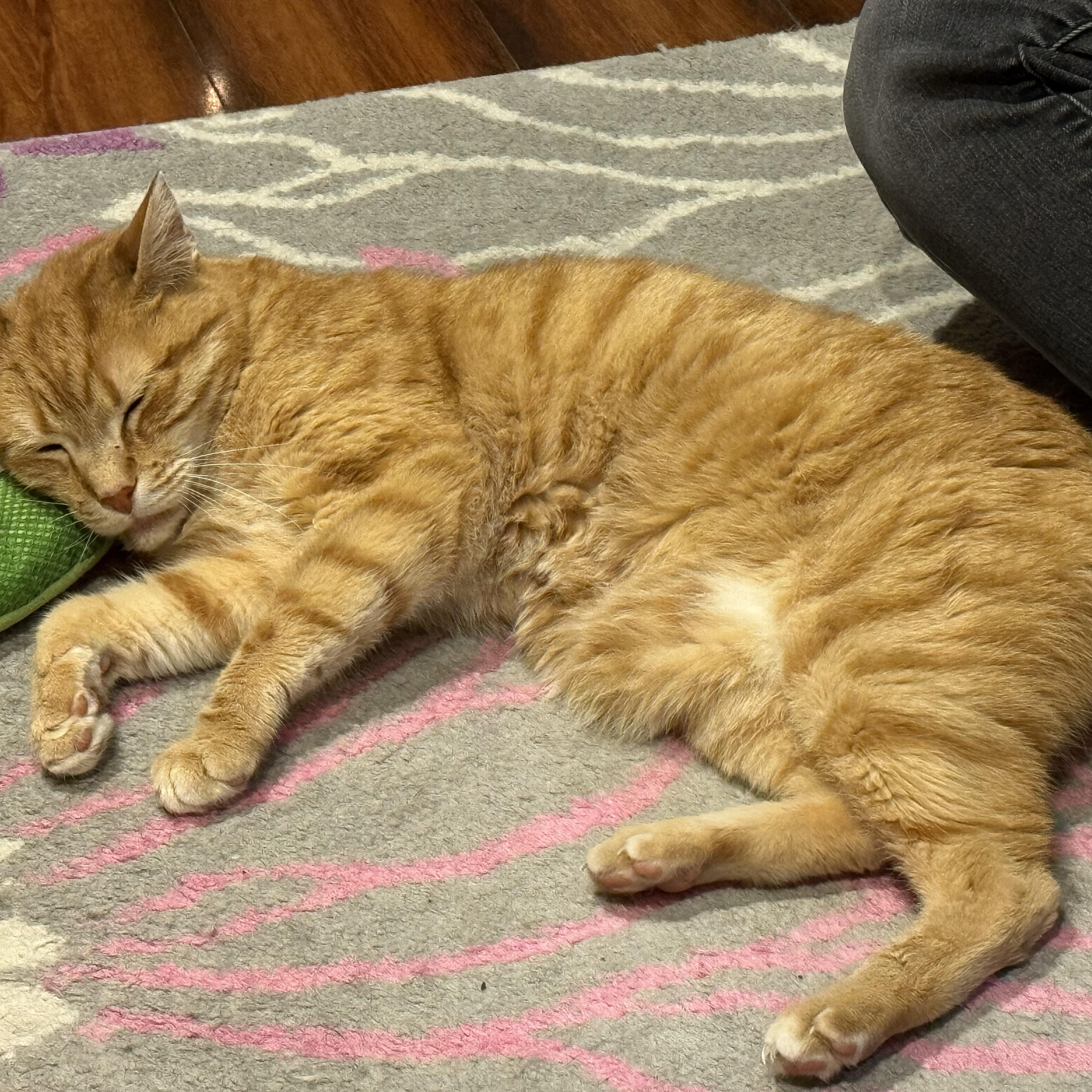 Enlarge Cheeto, a Adoptable Domestic Short Hair in Philadelphia, PA image 3/6