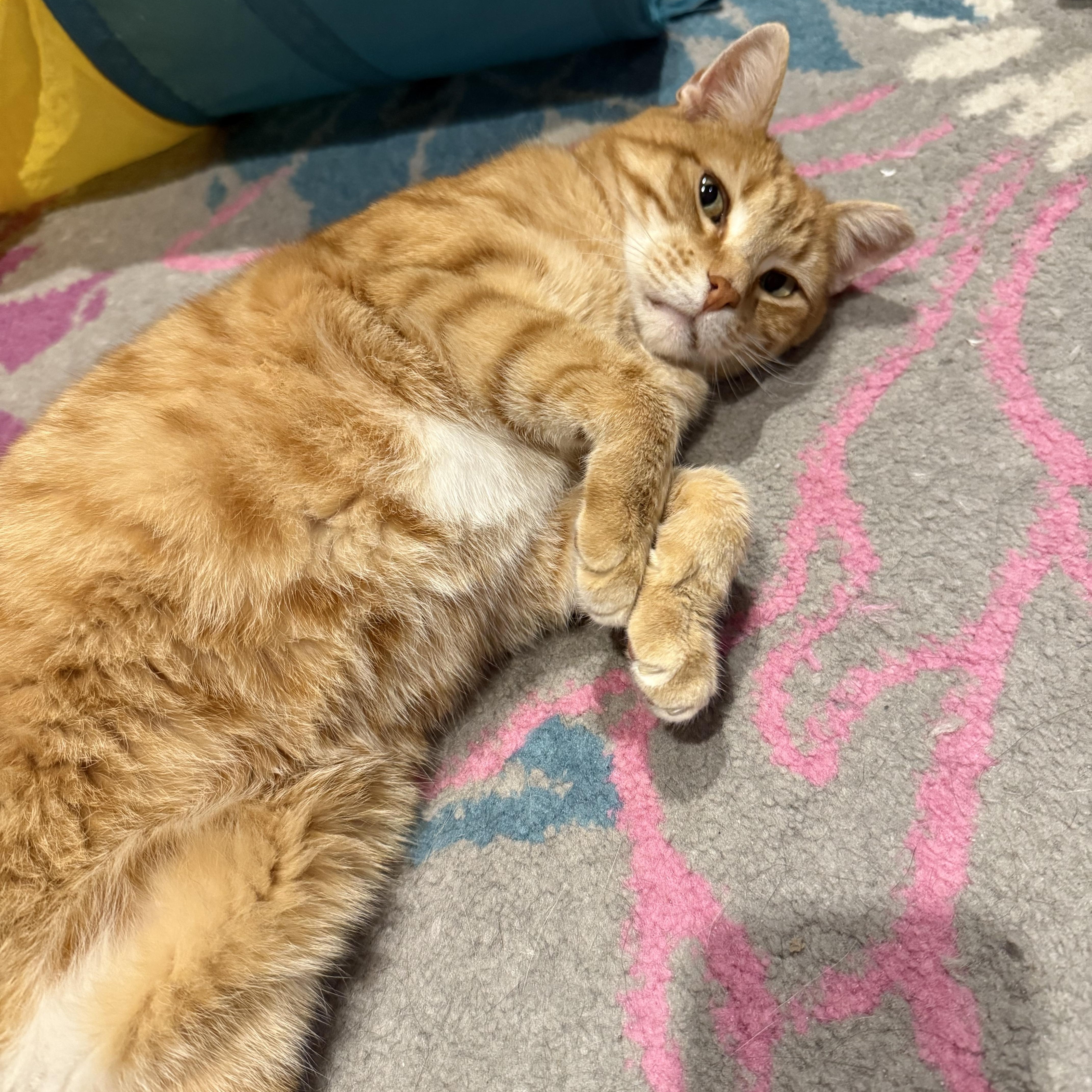 Enlarge Cheeto, a Adoptable Domestic Short Hair in Philadelphia, PA image 1/6