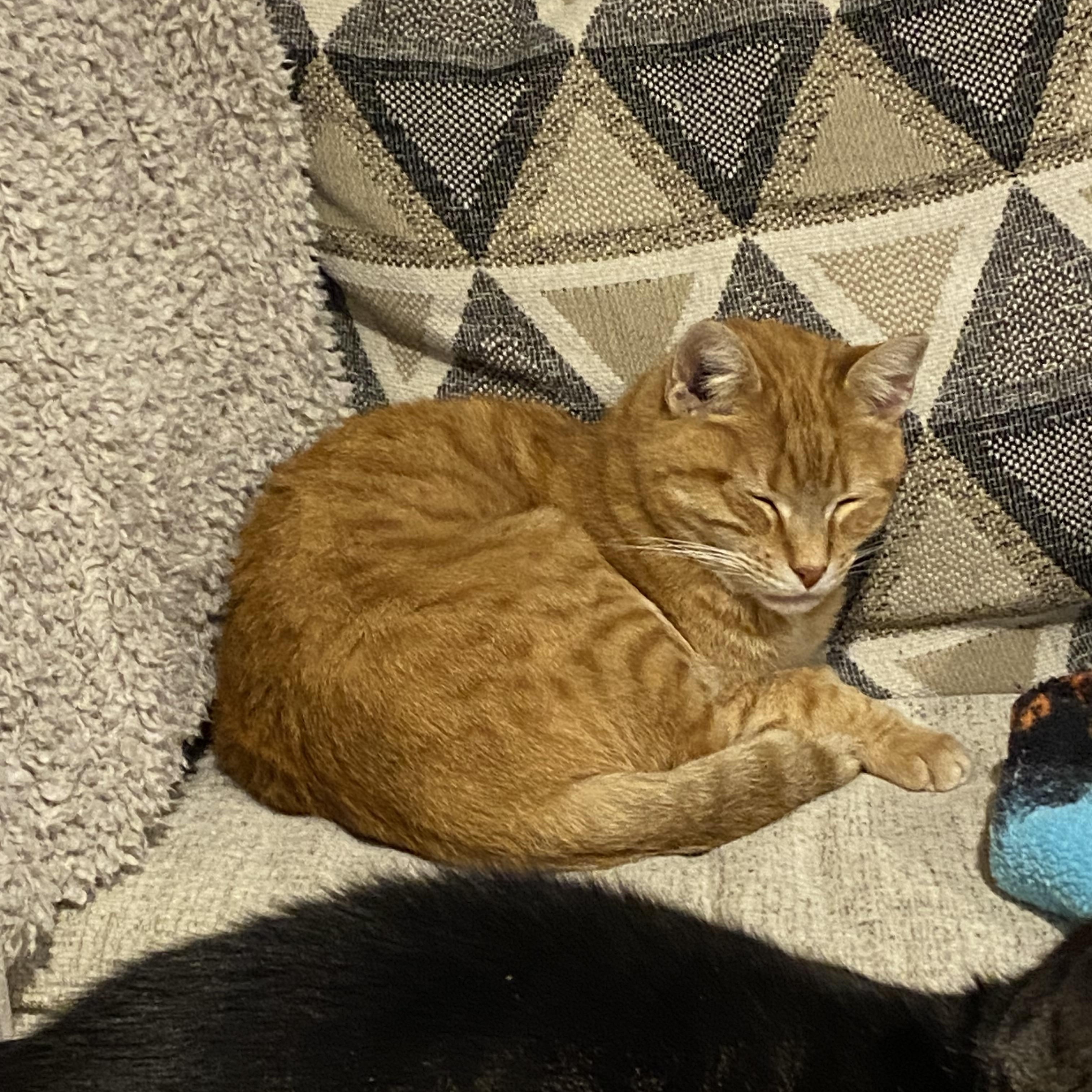 Enlarge Cheeto, a Adoptable Domestic Short Hair in Philadelphia, PA image 6/6
