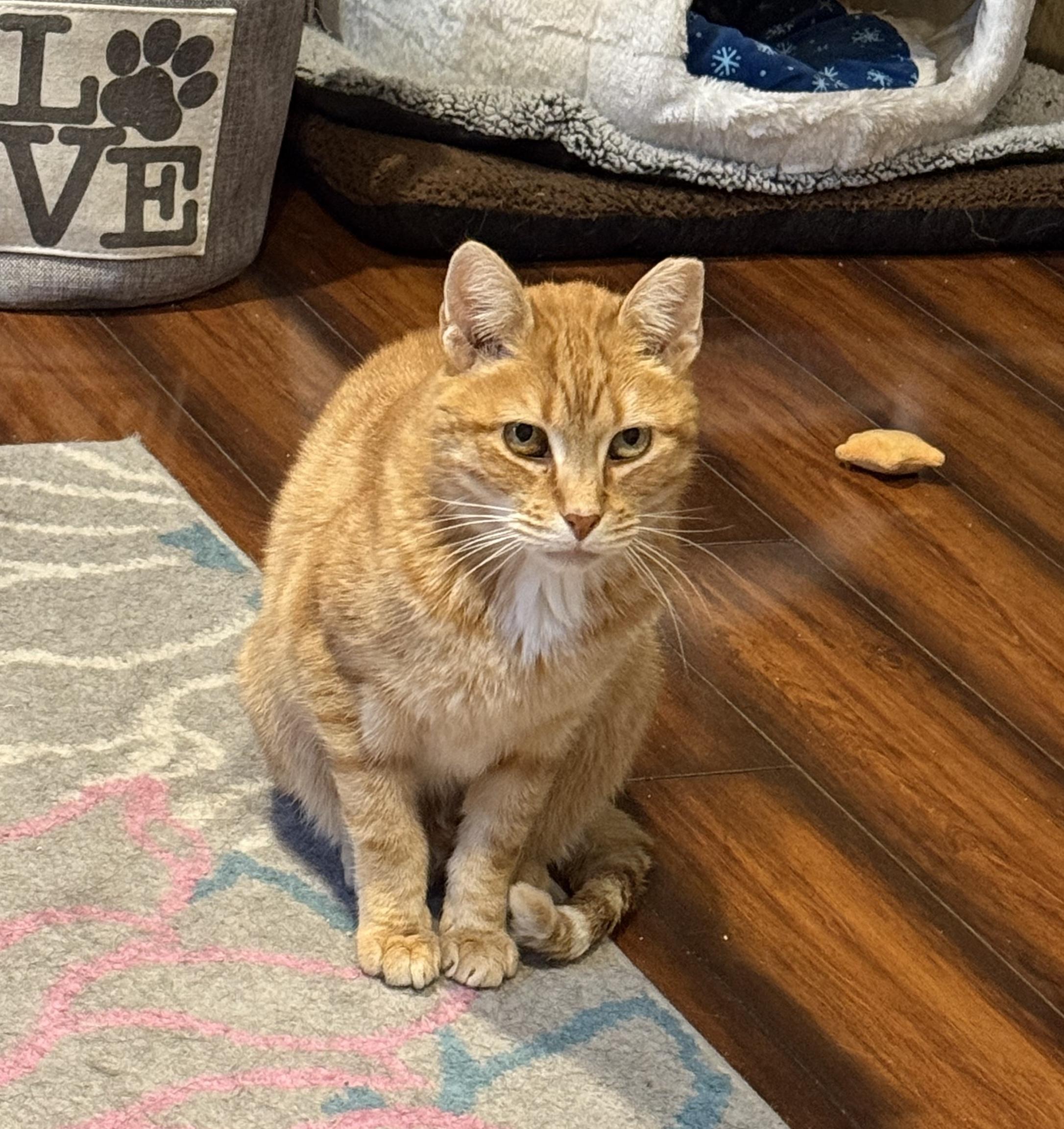 Enlarge Cheeto, a Adoptable Domestic Short Hair in Philadelphia, PA image 5/6
