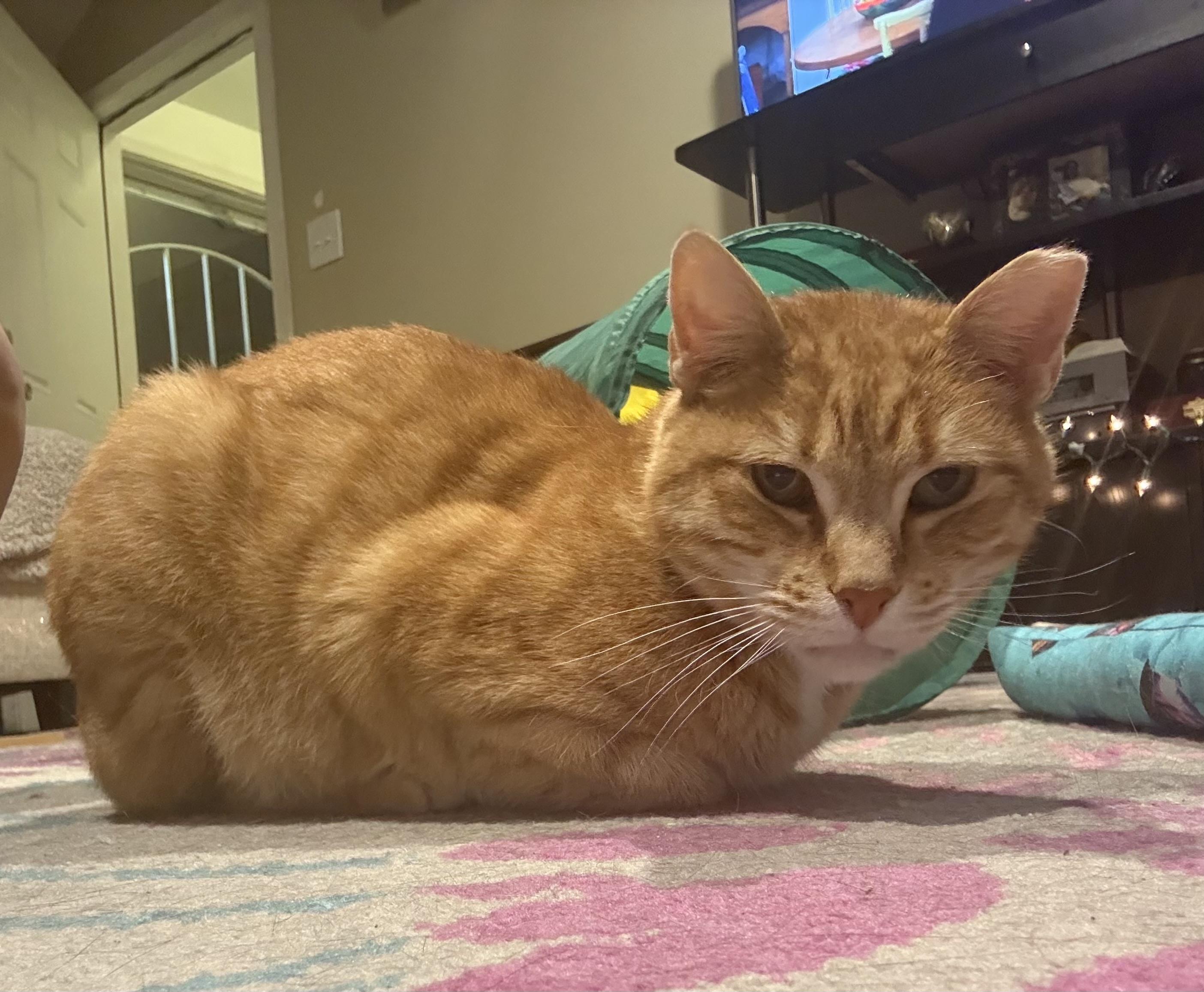 Enlarge Cheeto, a Adoptable Domestic Short Hair in Philadelphia, PA image 4/6