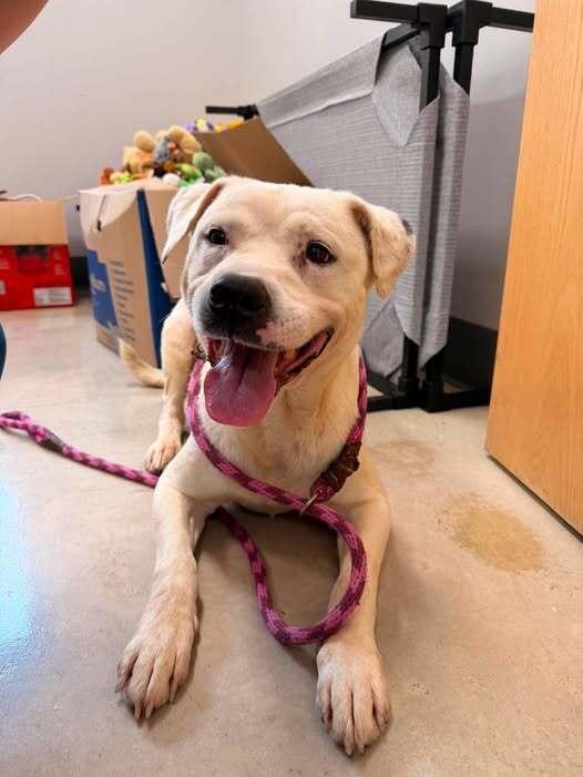Enlarge Goose, a Adoptable Pit Bull Terrier in Hillsboro, OH image 1/1