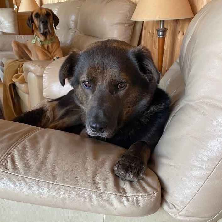 Blakeson, a Adoptable Mixed Breed in Richmond Hill, ON image 2/4