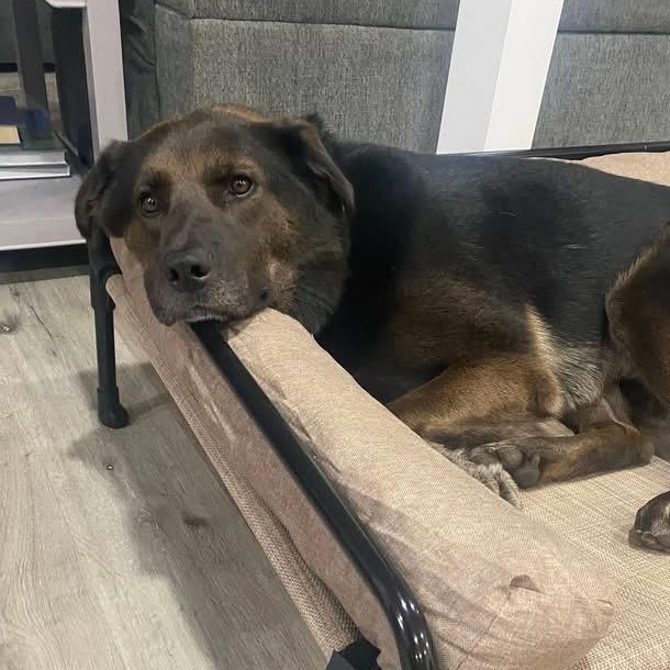 Blakeson, a Adoptable Mixed Breed in Richmond Hill, ON image 1/4