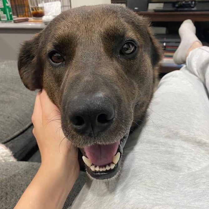 Blakeson, a Adoptable Mixed Breed in Richmond Hill, ON image 4/4