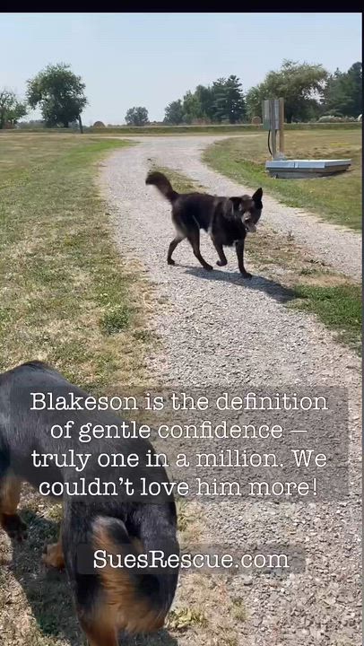 Enlarge Blakeson, a Adoptable Mixed Breed in Richmond Hill, ON video 3/4
