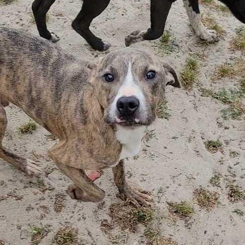 Enlarge Gadsden, a ADOPTABLE mixed breed in Valdosta, GA image 2/4