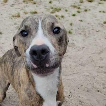 Enlarge Gadsden, a ADOPTABLE mixed breed in Valdosta, GA image 3/4