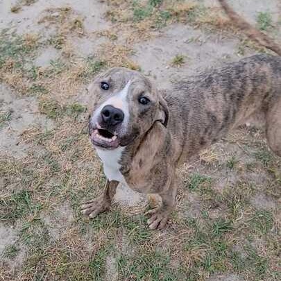 Gadsden, ADOPTABLE, Adult Male Pit Bull Terrier.