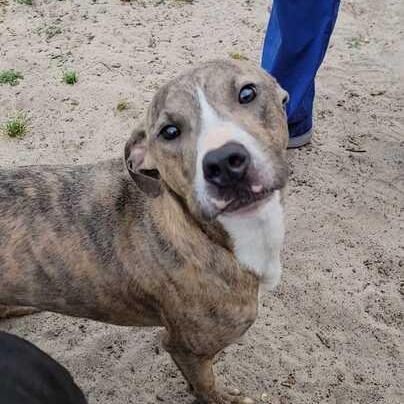 Enlarge Gadsden, a ADOPTABLE mixed breed in Valdosta, GA image 4/4