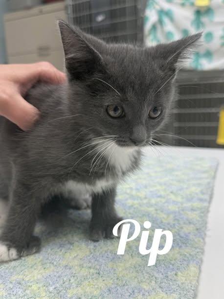 Pip, Adoptable, Kitten Male Domestic Short Hair.