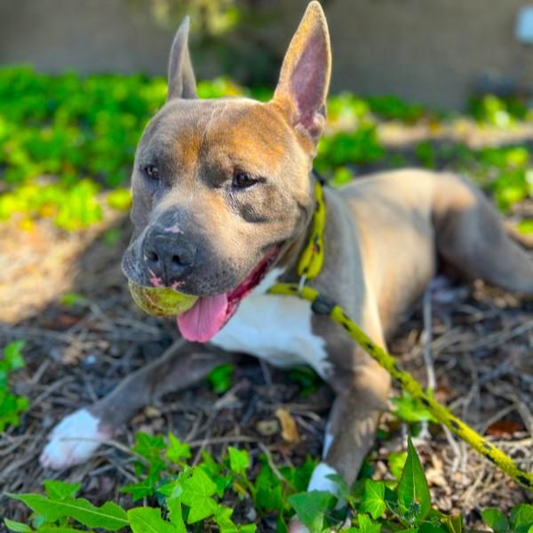 Irondale - Goofy and Adorable