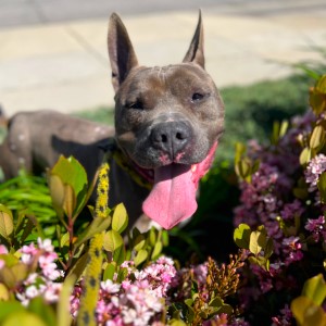 Irondale - Goofy and Adorable