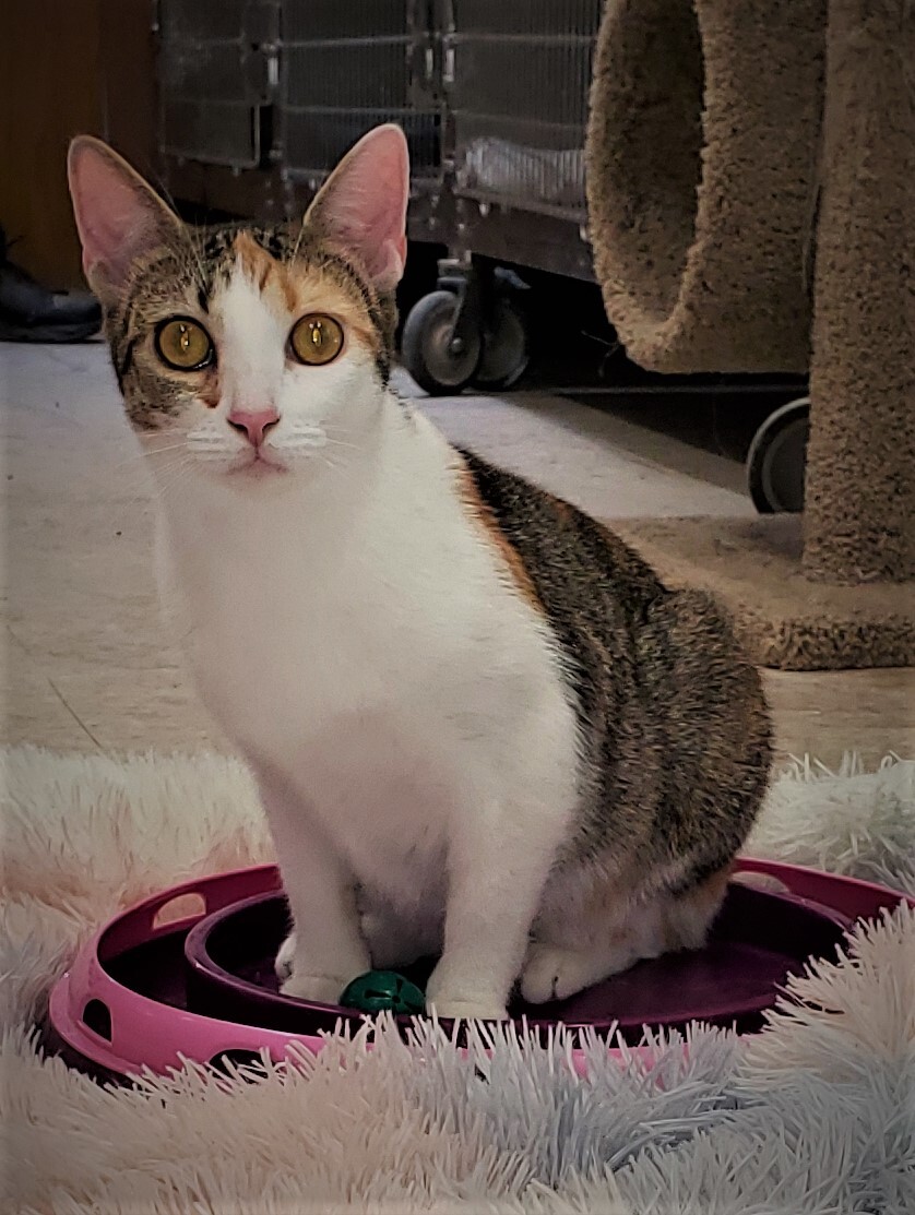 Enlarge Patty, a Adoptable Domestic Short Hair in Washingtonville, NY image 1/6