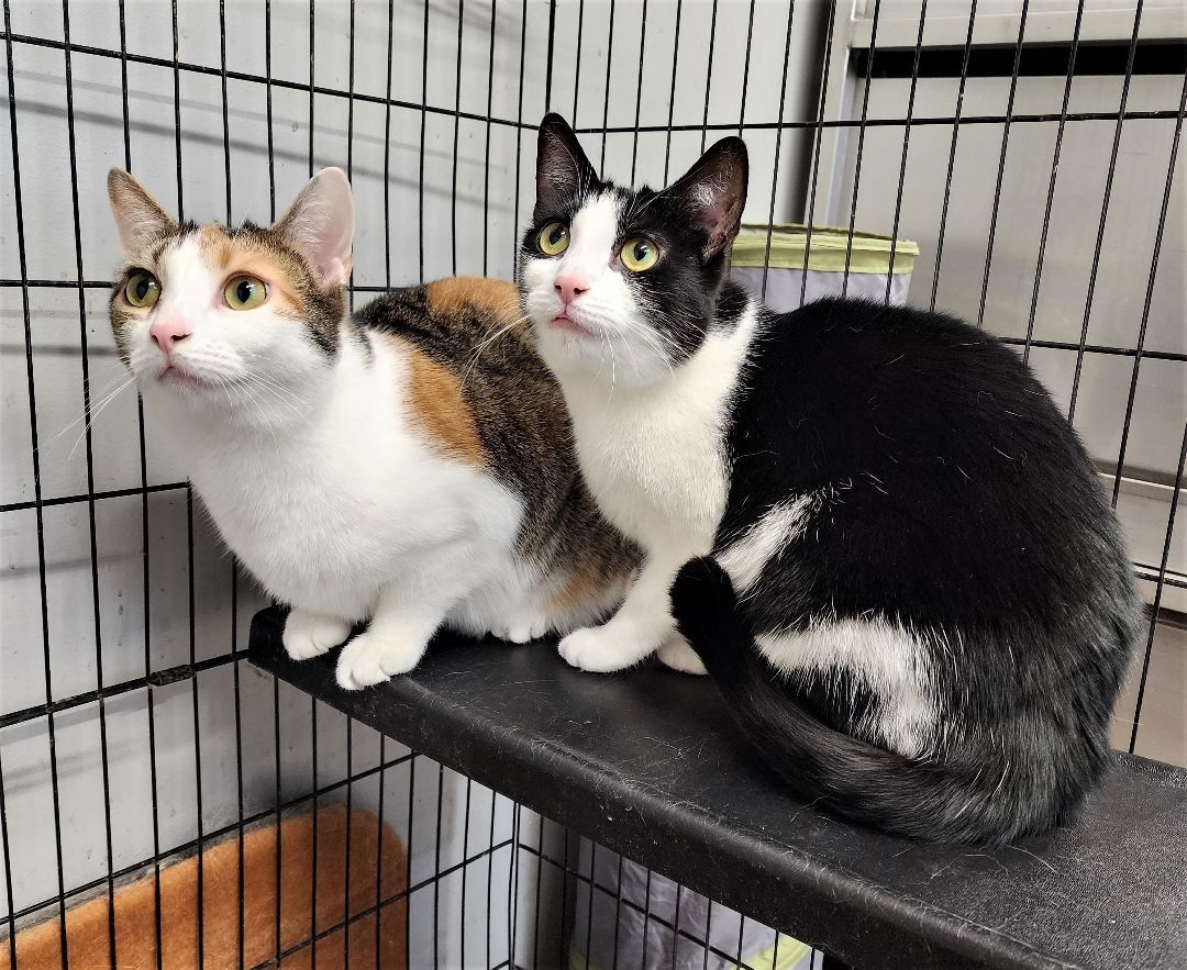 Enlarge Patty, a Adoptable Domestic Short Hair in Washingtonville, NY image 2/6