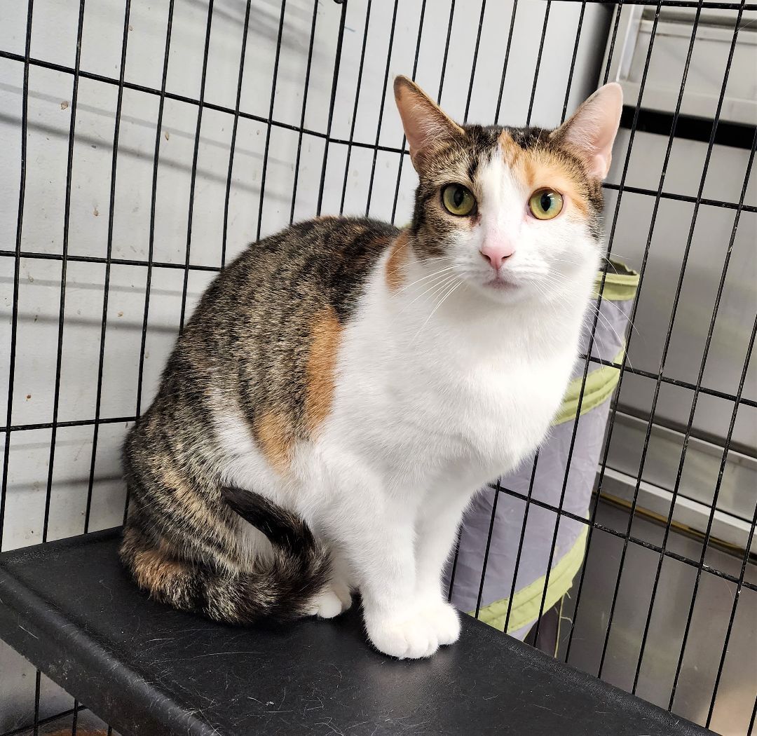 Enlarge Patty, a Adoptable Domestic Short Hair in Washingtonville, NY image 3/6