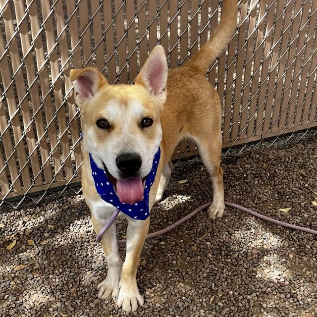 PUMPKIN, Adoptable, Young Male Shar-Pei & Mixed Breed.